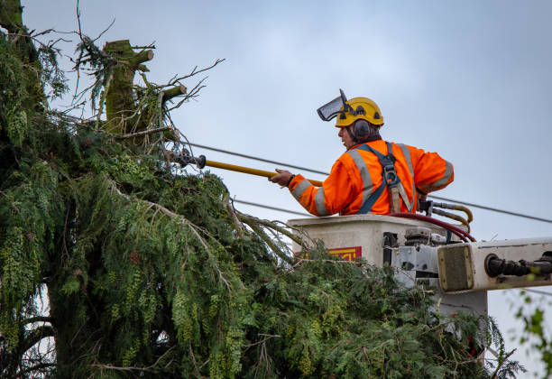 East Whittier, CA Tree Removal Services Company